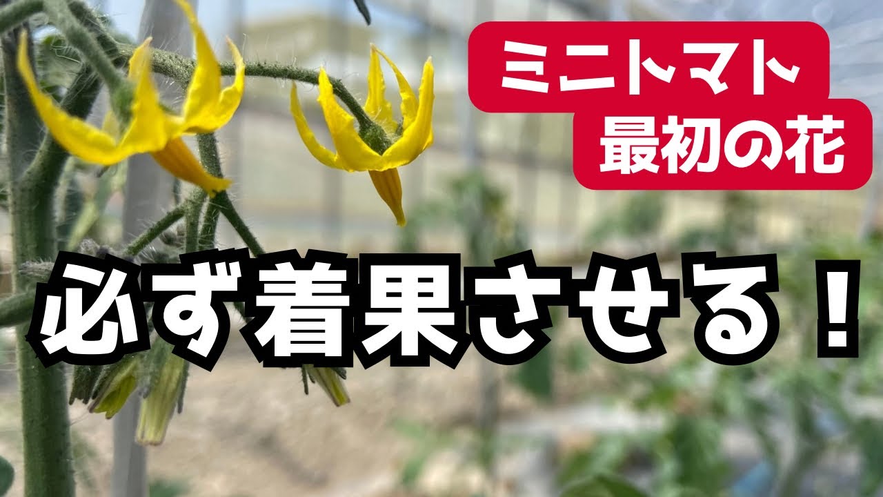 【ミニトマト育て方】一番花を着果させたい理由