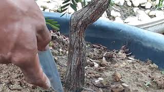Tehnik pembesaran pangkal batang bonsai asam jawa