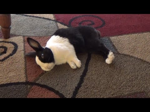 Sleeping rabbit with relaxing music to help you fall asleep