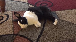 Sleeping rabbit with relaxing music to help you fall asleep