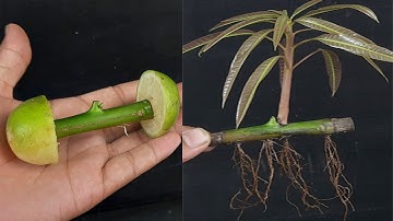 Cool Method How Propagation Mango Tree From Cutting I Quick Budding No Fungus