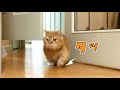 お迎えに遅刻してくねくねする短足猫&夜のかけっこが可愛い!【短足マンチカン】