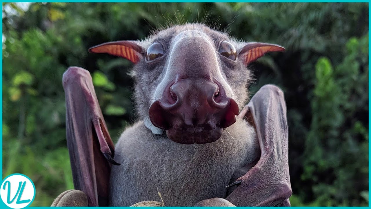 Hammer-Headed Bat - Facts, Diet, Habitat & Pictures on Animalia.bio