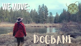 We Move: Dogbane