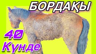 Жылқы бордақылау! Жеке практикамен!