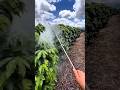 Penyemprotan pestisida untuk melindungi tanaman dari hama #farming #agrikultur #agriculture #teknik
