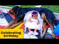 Jerry's 1st birthday with my newborn baby||cute dog videos.