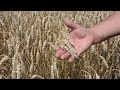 Сорт озимой пшеницы Снигурка. Отзывы