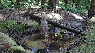 Cooper's Hawk - quick visit!