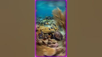 Thumbnail of cute fish #song #shiyam #music