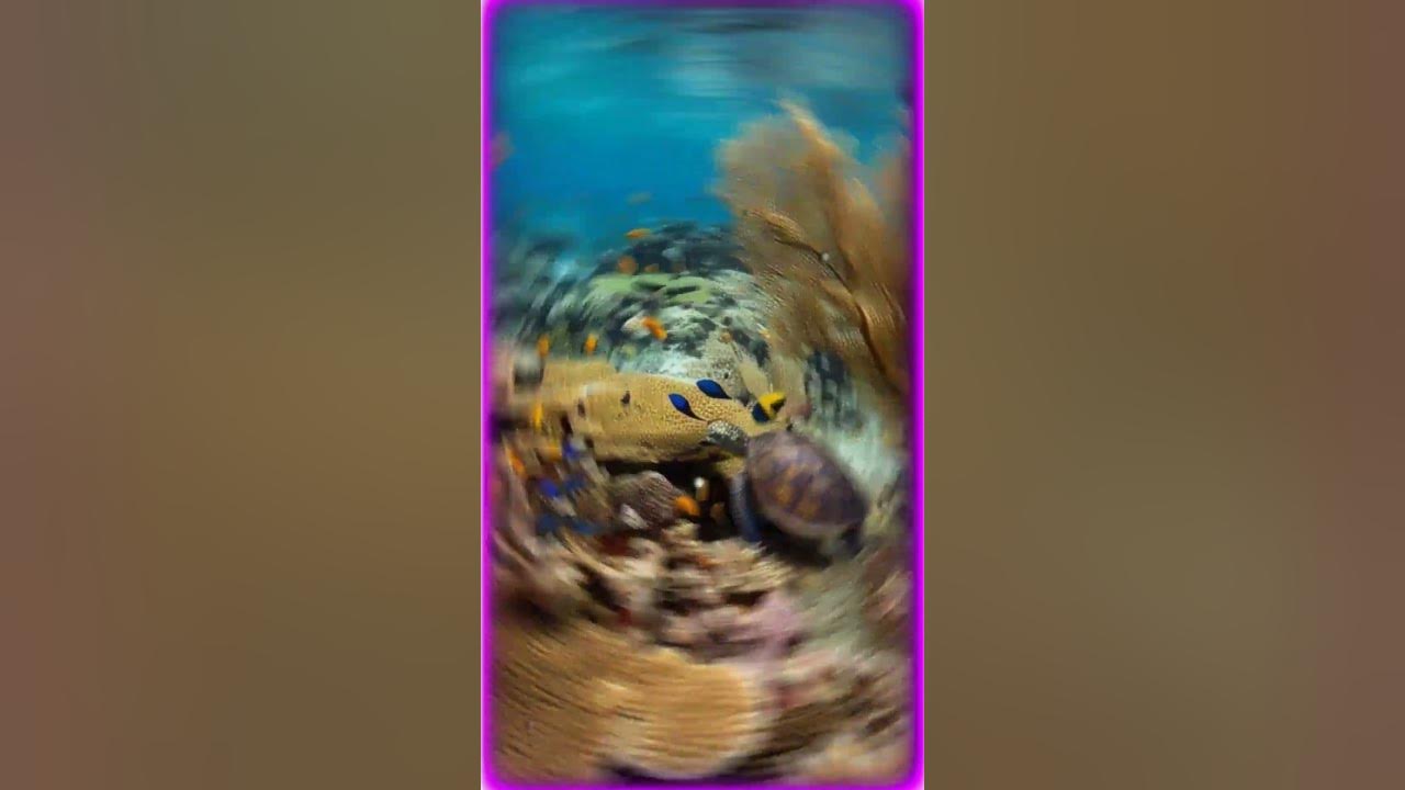 cute fish #song #shiyam #music