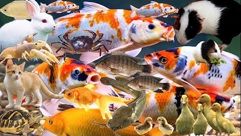 Bắt Các Con Vật Dễ Thương, Vịt Con Cá Cảnh, Thỏ Chuột Lang, Cá Trê, Cá Lau Kiếng, Cua, Rùa, Cá Koi