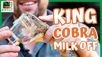 Battle of the Kings | Australian Reptile Park