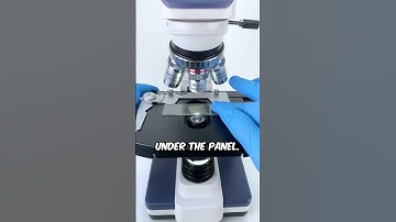 Is This What Eggs Really Look Like Under a Microscope?