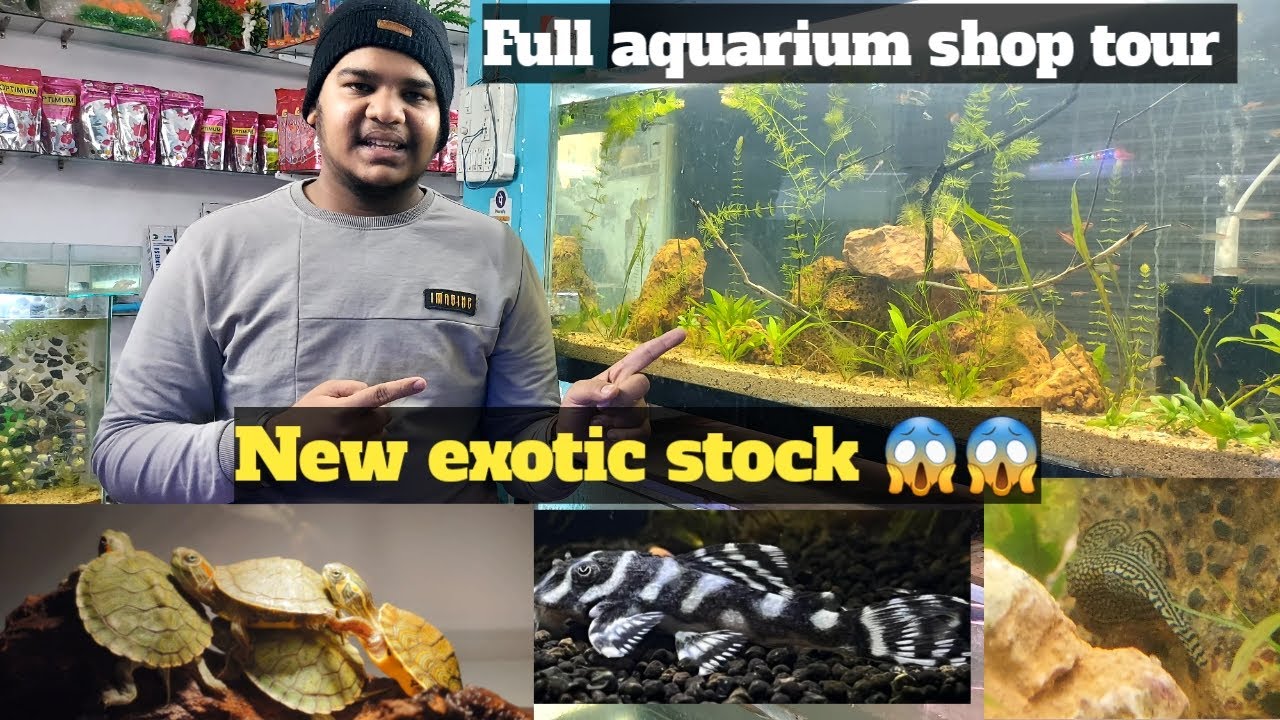 Best fish aquarium shop in Lucknow 🙂// Rishabh aquatics// All types of