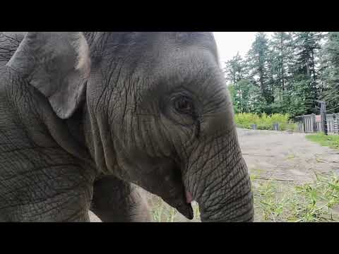 Baby Elephant Tula-Tu Plays With Her Bamboo Breakfast