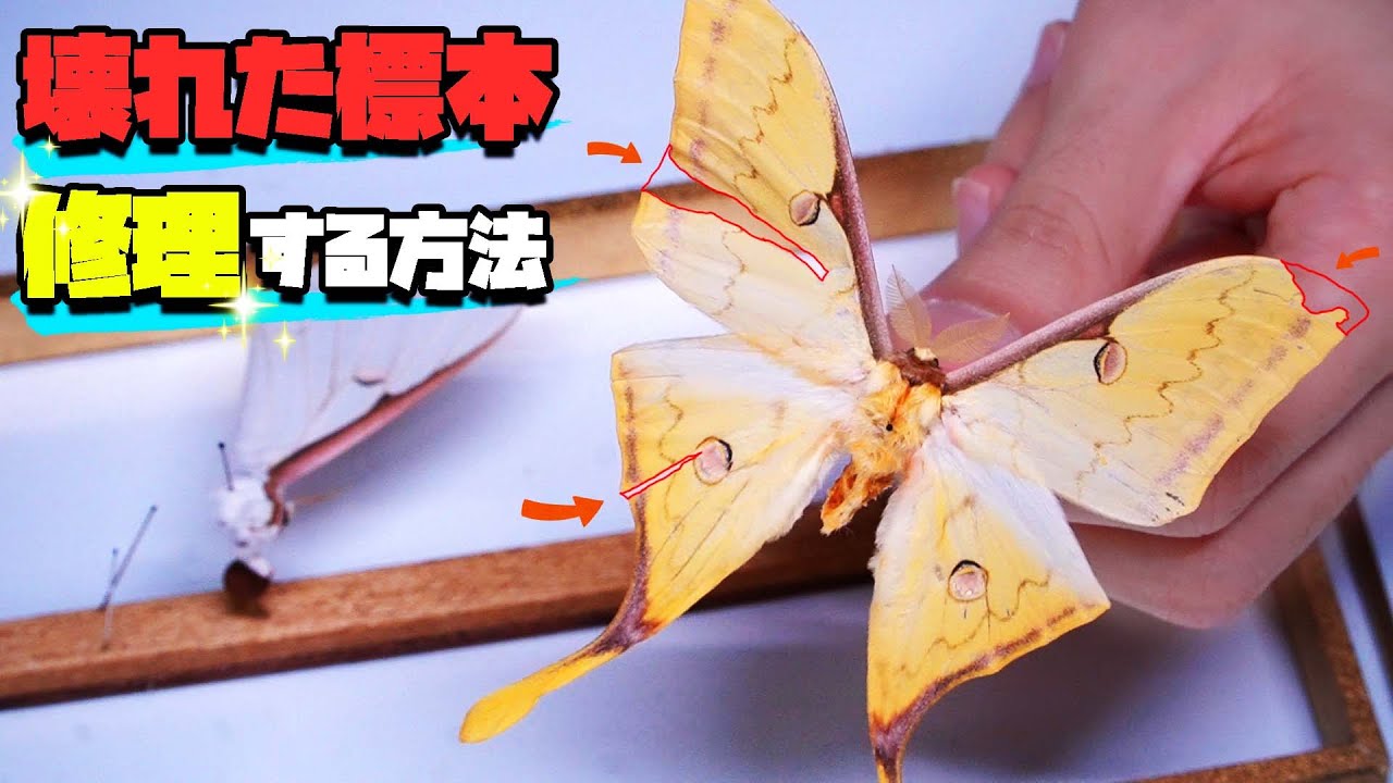 壊れた昆虫標本を修理する方法 前編 - YouTube