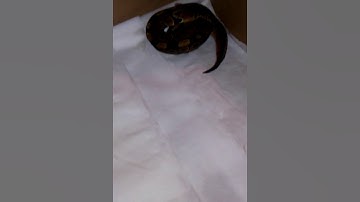 Baby ball python eating pinky
