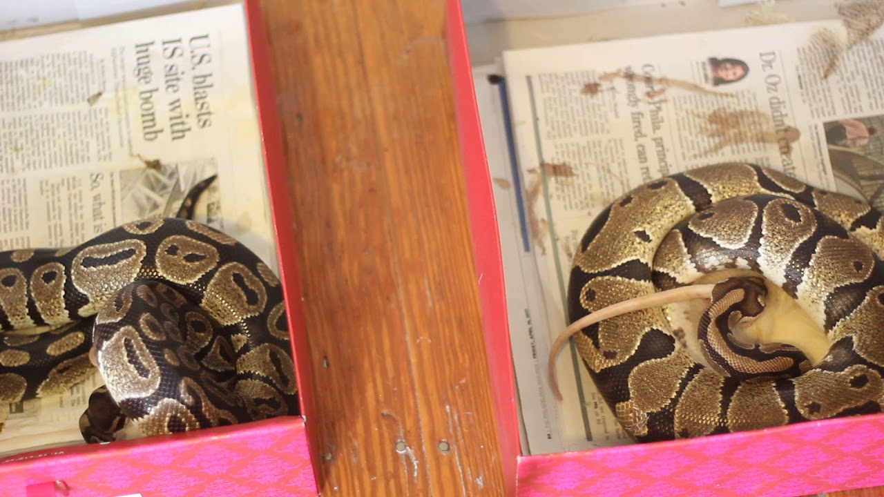 Ball Python Eating a LIVE rat 1 - YouTube