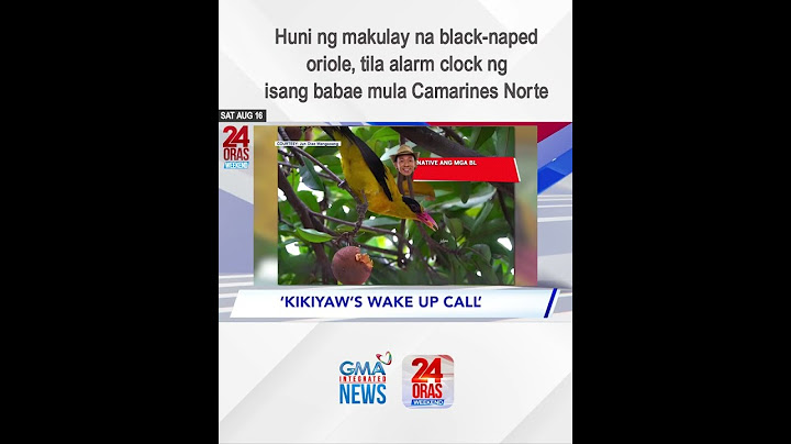 Huni ng makulay na black-naped oriole, tila alarm clock ng isang babae mula... | 24 Oras Weekend