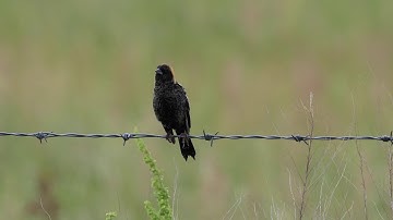 Singing Bobolink