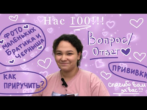 ВОПРОС-ОТВЕТ/детские фото морских свинок/как приручить морскую свинку к рукам?
