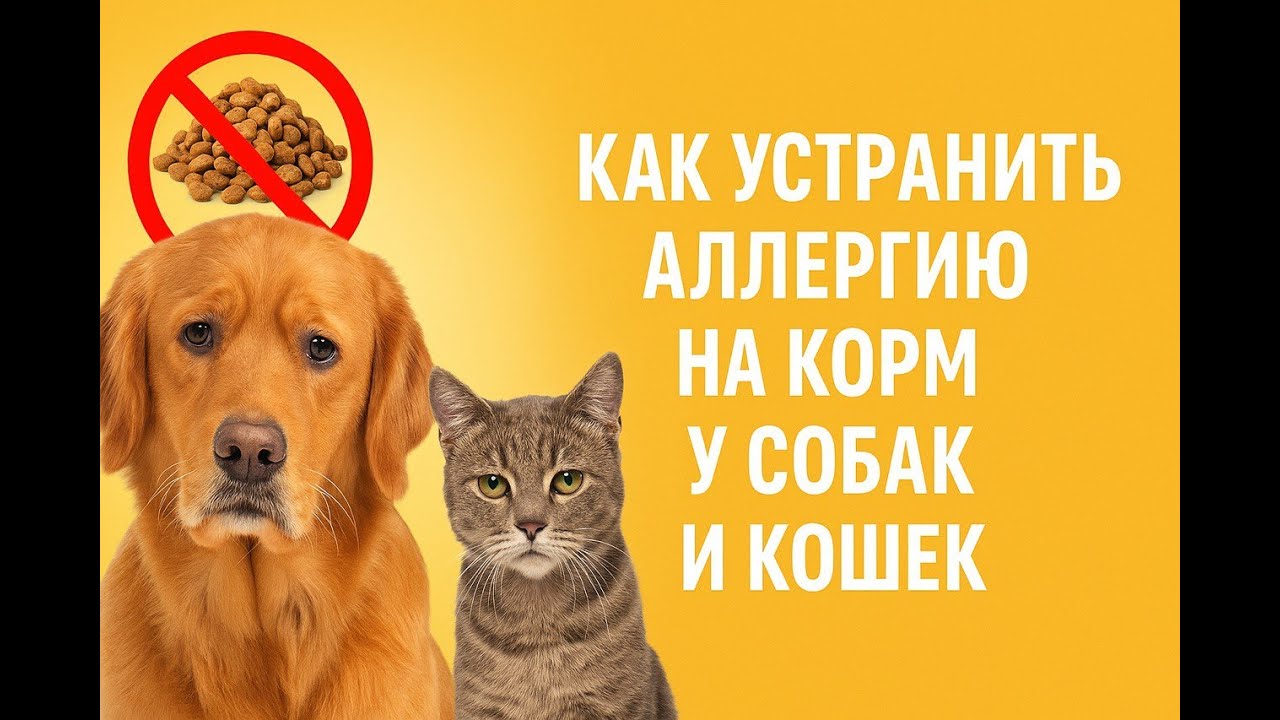 Гипоаллергенная или аналлергенная разница между Роял Канин