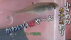 Yasu Fishing Channel Youtube Yasu Fishing Channel Youtube