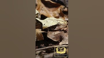 The Gaboon Viper #animals #education #shorts