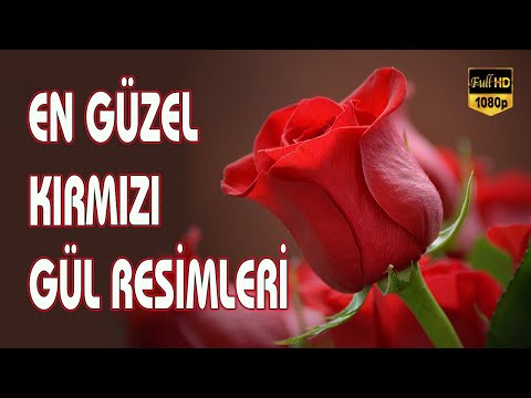 Gül Resmi ❀ Red Rose / En Güzel Kırmızı Gül Resimleri 2021 - Stock Fotoğraf