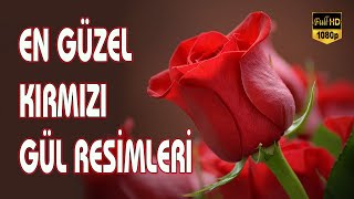 Gül Resmi ❀ Red Rose / En Güzel Kırmızı Gül Resimleri 2021 - Stock Fotoğraf Resimi