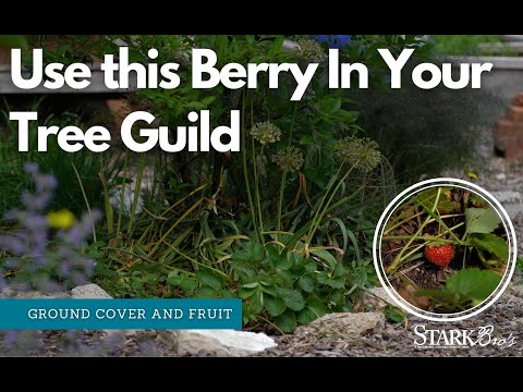 Video: Er vejfarende træbær spiselige?