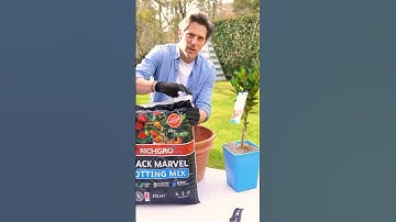 How To Grow CITRUS TREES in POTS #citrus #gardeningtips #garden #richgro #lemons