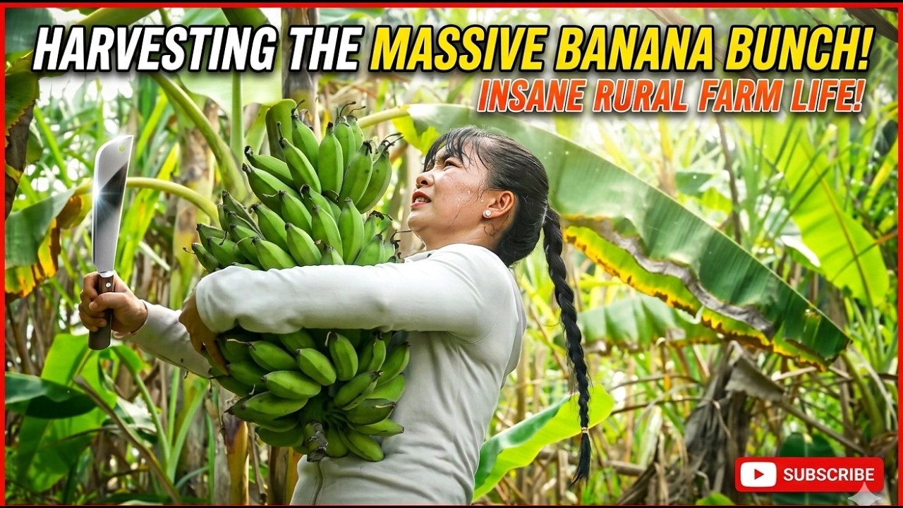 Harvested a large quantity of bananas in the Village yard,