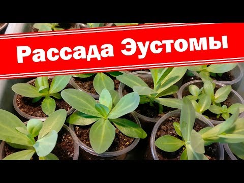 Эустома выращивание из семян. Как вырастить хорошую рассаду эустомы?