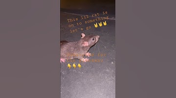 Rat 🐀 life 🤘🤘 #subscribe #livefeeding #python #breeding #ballpython #snake #rat
