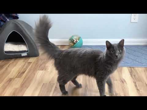 فيديو: Nebelung Cat تولد هيبوالرجينيك ، الصحة والحياة