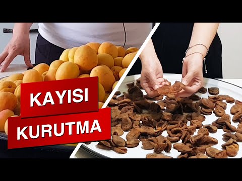 Kayısı Nasıl Kurutulur | Doğal Kayısı Kurutma Yöntemi | Kükürtsüz İlaçsız Gün Kurusu