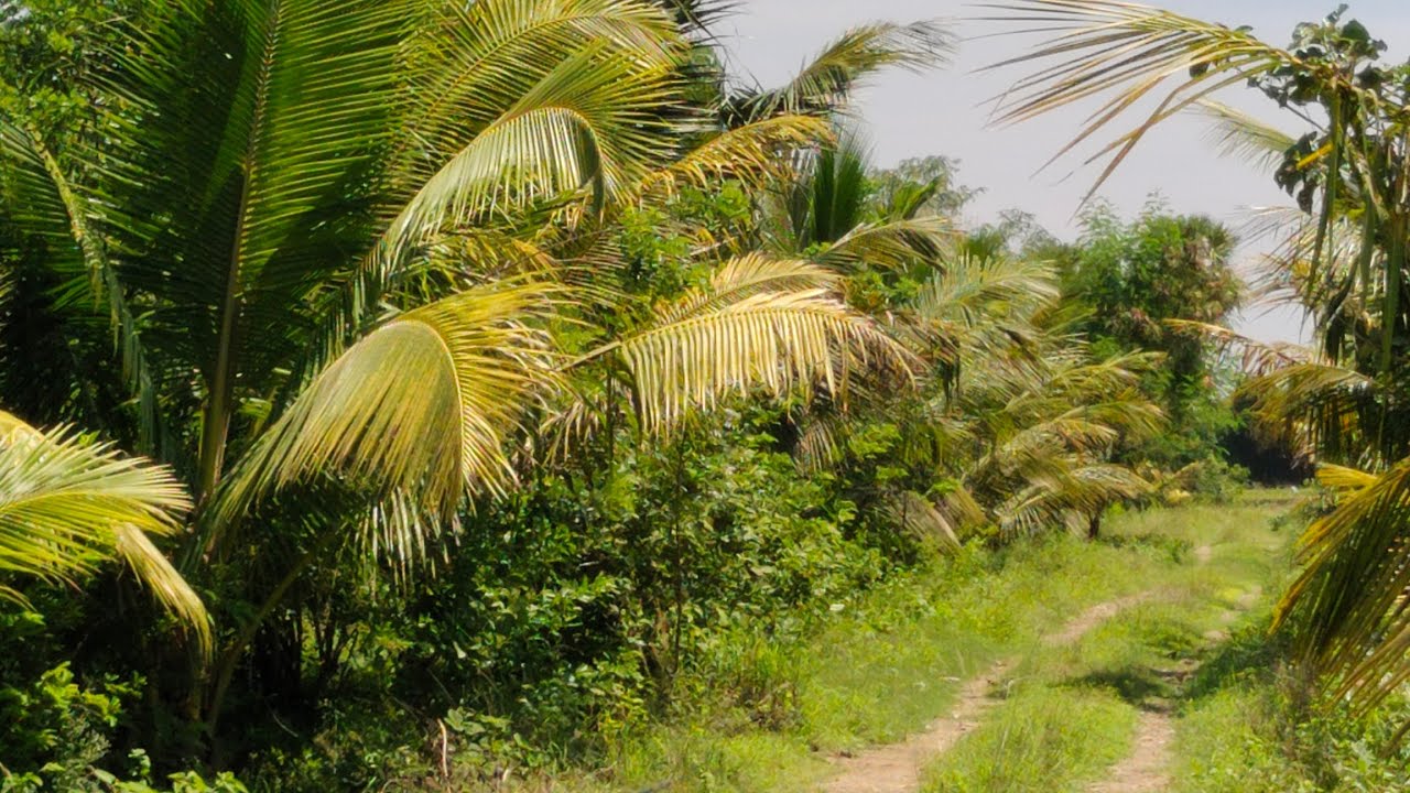 No : 187 Very Low Budget Farm & Agriculture Land Property For Sale Near Vandavasi | 9626716274
