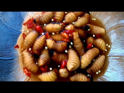 CON ĐUÔNG DỪA MÓN ĂN KINH DỊ NHẤT ( dị ứng với côn trùng không nên xem).