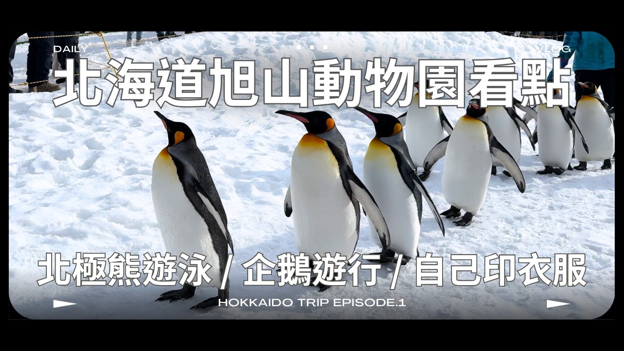 謝謝老闆帶我們去北海道|旭山動物園 𖦹 企鵝遊行 𖦹 北極熊游泳|《First Love》日劇經典場景 𖦹 旭川圓環 縮圖