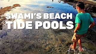 Tidepooling at Swami's Beach in Encinitas, California