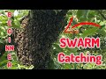 Catching a swarm from a tree. Collecting a beehive.