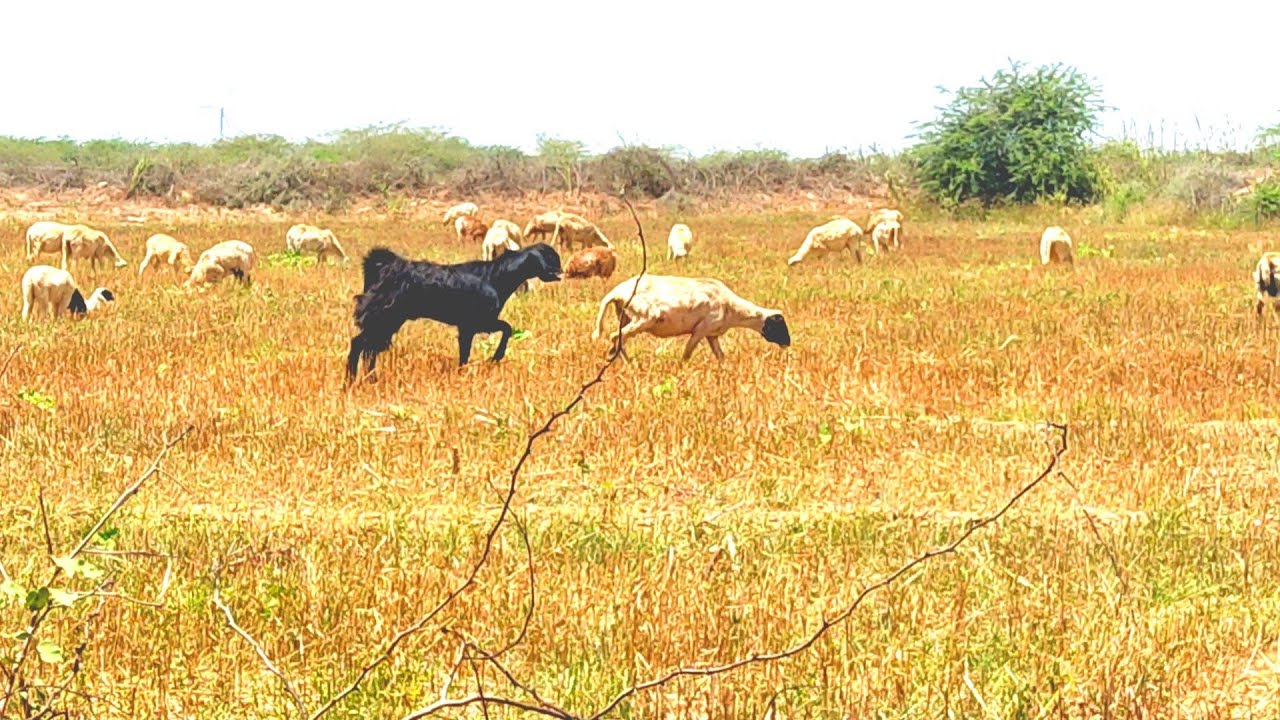 Sheep Vs Goat Meeting | Goat Bull