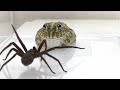 Oto, co może zrobić najbardziej niebezpieczny pająk na świecie...