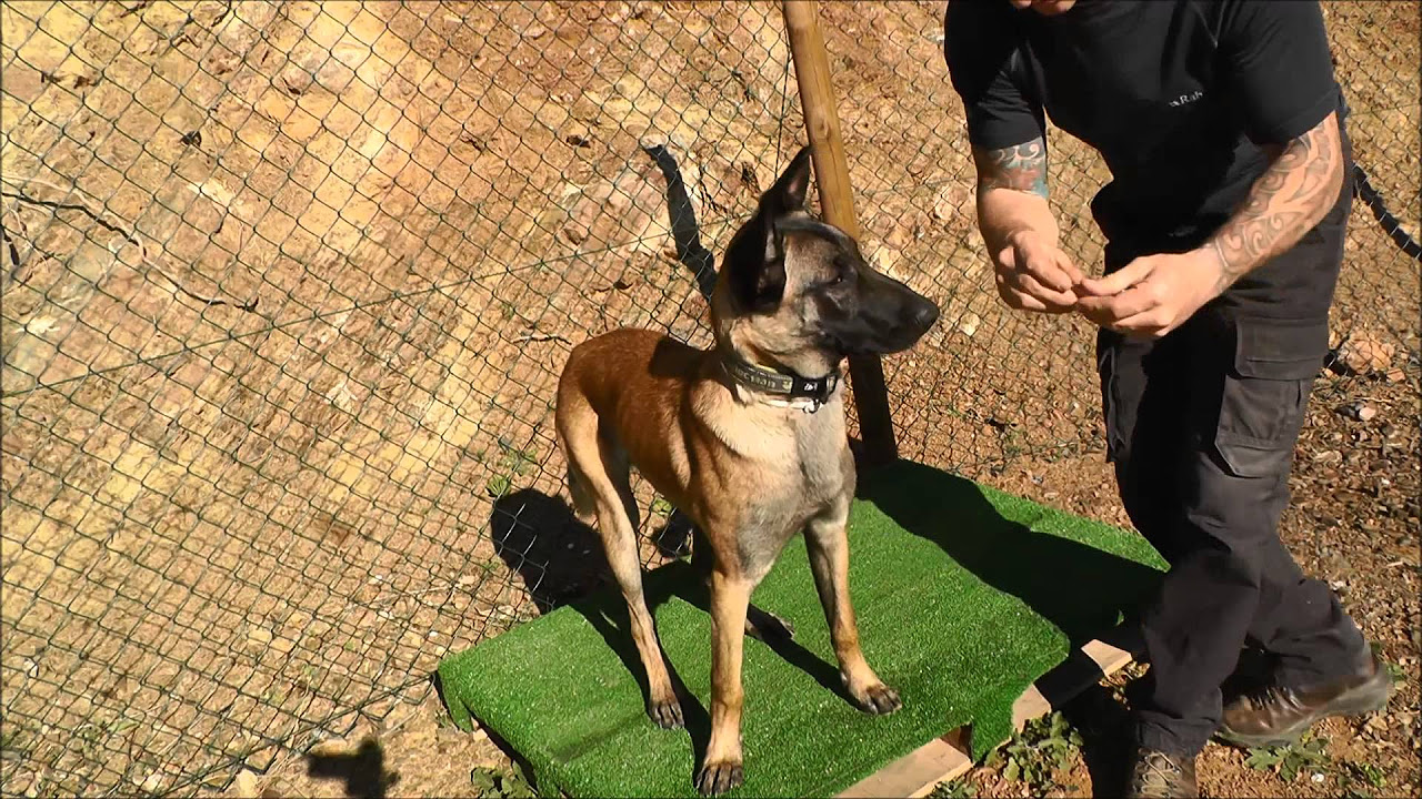 How To Teach A Dog To Fist Bump