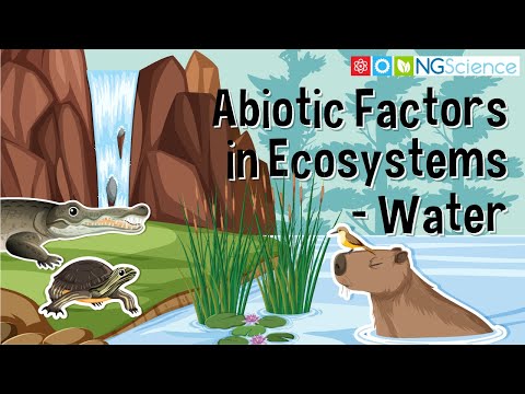 Video: Kaip abiotiniai veiksniai veikia biotinius veiksnius atogrąžų miškuose?