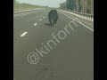Медведь выбежал на трассу в ХМАО