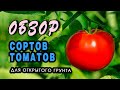 Сорта томатов на 2020 год и шикарный препарат от фитофторы.