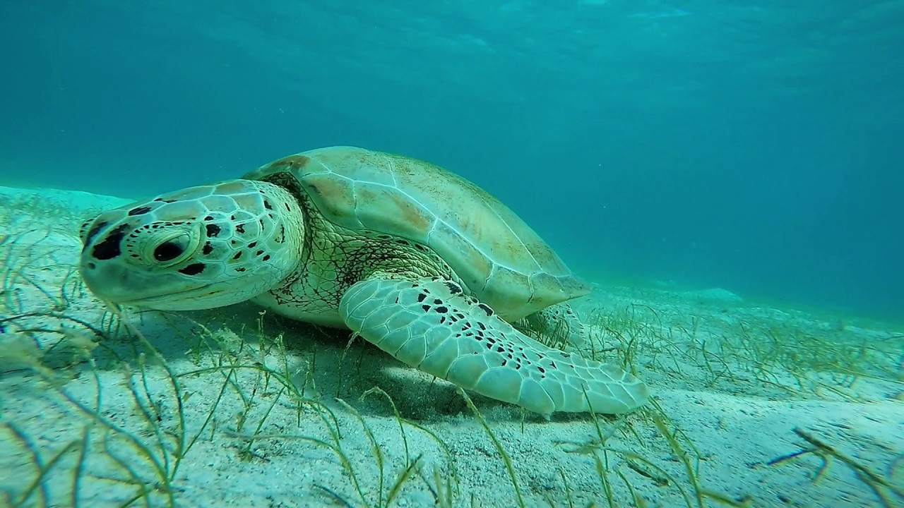 Tortues tobago keys grenadines